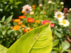 Aplikacja do rozpoznawania chorób roślin – jak działa i dlaczego warto?